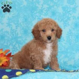 Sugar Maple, Bich-Poo Puppy